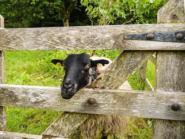 Hawthorn Farm Cottage Curry エクステリア 写真